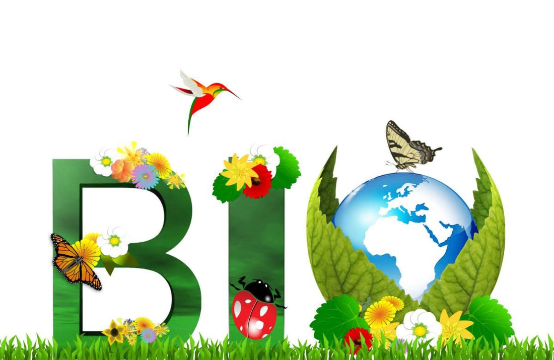 Le chocolat bio et équitable, qu’est-ce que c’est ?