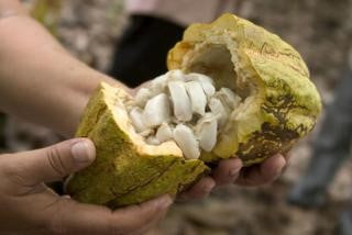L’histoire du chocolat | Les Chocolats de Maud